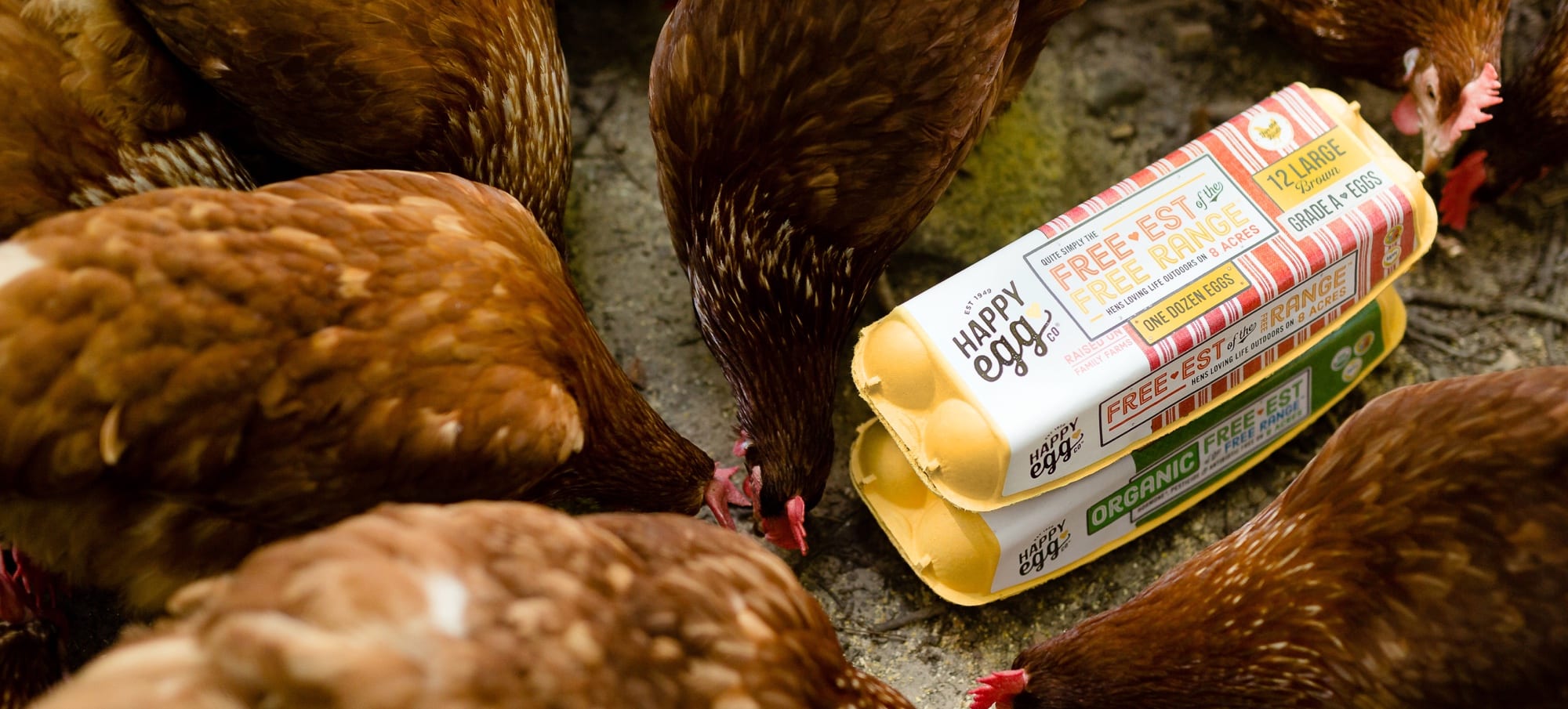 FoodChain Magazine The Happy Egg Company Issue 146 Happy Egg Co